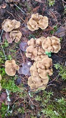 Fototapeta premium Mushrooms growing in a lush green meadow on a sunny day showcasing nature's beauty