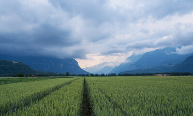Fototapety na wymiar - Fototapeta24.pl