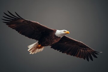 Obraz premium Majestic American bald eagle soaring through the sky with outstretched wings in a dynamic display of freedom and grace