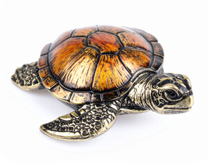 turtle isolated on white background