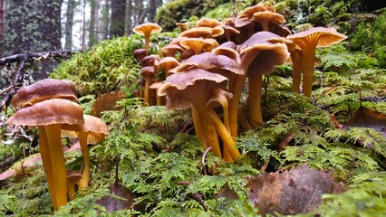 In a tranquil forest, unique mushrooms emerge from the damp earth, surrounded by vibrant ferns and soft moss under gentle morning light. Nature showcases its beauty and diversity. © Taras Staretskyy