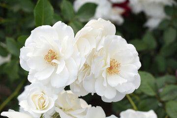 Beautiful white rose flower closeup in garden, A very beautiful white rose flower bloomed on the rose tree, Rose flower closeup, bloom flowers, Natural spring flower, Natural floral background,