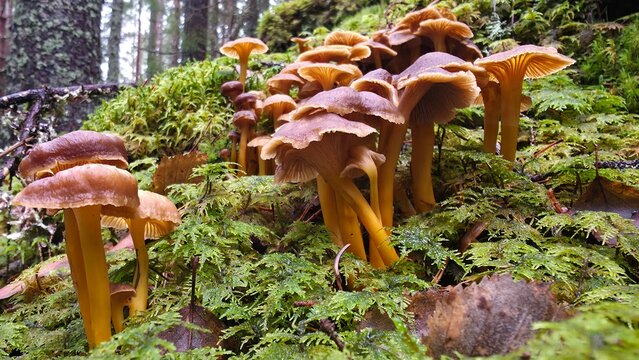 In a tranquil forest, unique mushrooms emerge from the damp earth, surrounded by vibrant ferns and soft moss under gentle morning light. Nature showcases its beauty and diversity.