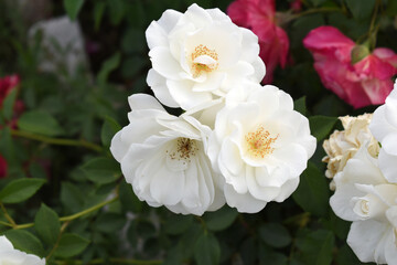 Beautiful white rose flower closeup in garden, A very beautiful white rose flower bloomed on the rose tree, Rose flower closeup, bloom flowers, Natural spring flower, Natural floral background,