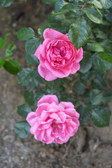Beautiful pink rose flower closeup in garden, A very beautiful pink yellow rose flower bloomed on the rose tree, Rose flower closeup, bloom flowers, Natural spring flower floral background