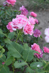 Beautiful pink rose flower closeup in garden, A very beautiful pink yellow rose flower bloomed on the rose tree, Rose flower closeup, bloom flowers, Natural spring flower floral background