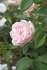 Obraz premium Beautiful pink rose flower closeup in garden, A very beautiful pink yellow rose flower bloomed on the rose tree, Rose flower closeup, bloom flowers, Natural spring flower floral background