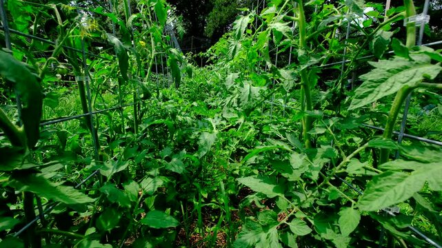 Camera between tomato plants tangling its vines full of unripe or green fruits to trellis made from cattle panels