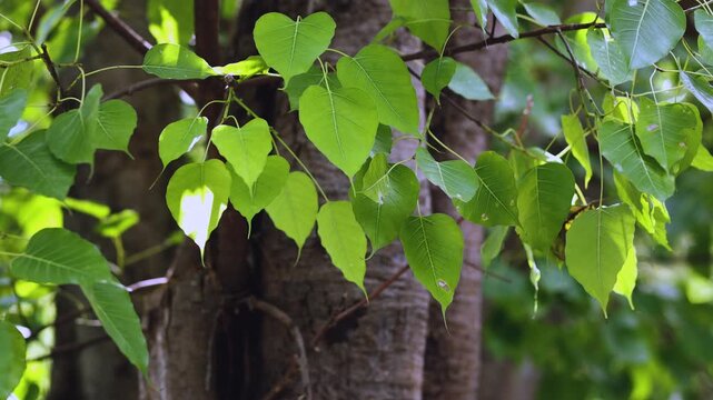 Green Bodhi tree leaves swaying on the branch with natural sunlight, sacred tree in Buddhism, peaceful and spiritual nature background