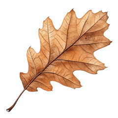 Fototapeta premium Dry oak leaf autumn isolated on a transparent background png