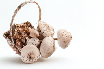 Seashells and dried botanicals in a woven basket