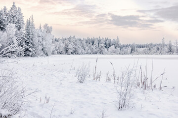 Beach by a snow covered lake in a wintry forest landscape