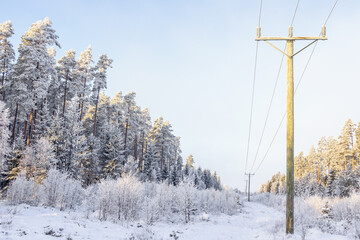 Frosty woodland with a power line a cold snowy winter day