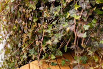 Hedera helix leaves with autumn colors on a wooden surface