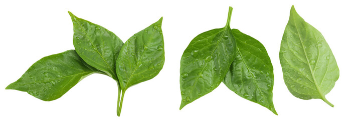 Sweet pepper leaf closeup isolated on white background