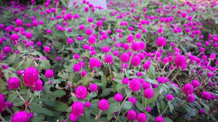 Amaranth Flower or Knob Flower (Gomphrena globosa) Bright purple with a close view. © Evelina