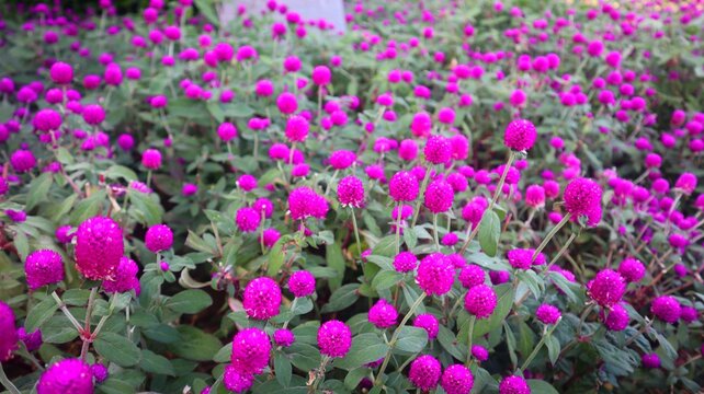 Amaranth Flower or Knob Flower (Gomphrena globosa) Bright purple with a close view.