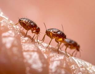 Fototapeta premium Close-up view of three small, brown insects with antennae crawling on a light pink, textured surface. Focus is sharp
