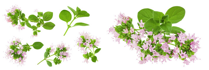 Naklejka premium blooming oregano isolated on white background. Top view. Flat lay
