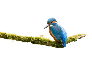 Common kingfisher / Eisvogel (Alcedo atthis)