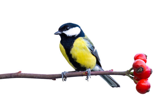Great tit / Kohlmeise (Parus major)