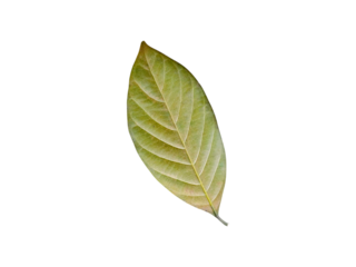 Golden Colored Jackfruit Leaf Backside Isolated on White