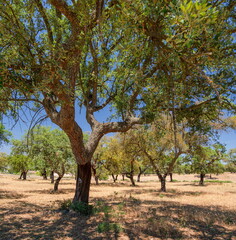 Fototapeta premium Cork oak farm. Oak trunks with renewable bark suitable for stripping in the nearest years.