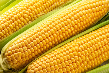Maize cob or corn cob and maize corn silk close up. Macro shot.