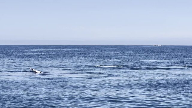 Magnificent gray whale emerging and breaching in the blue waters of Guerrero Negro lagoon, Baja California. Whale watching tour in Mexico