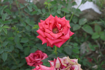Beautiful red rose flower closeup in garden, A very beautiful red rose flower bloomed on the rose tree, Rose flower closeup, bloom flowers, Natural spring flower, Natural floral background,