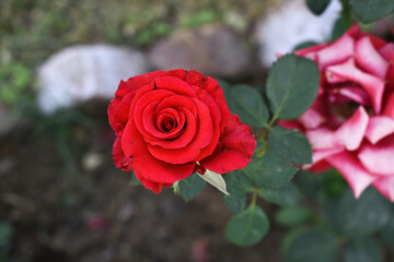 Beautiful red rose flower closeup in garden, A very beautiful red rose flower bloomed on the rose tree, Rose flower closeup, bloom flowers, Natural spring flower, Natural floral background,