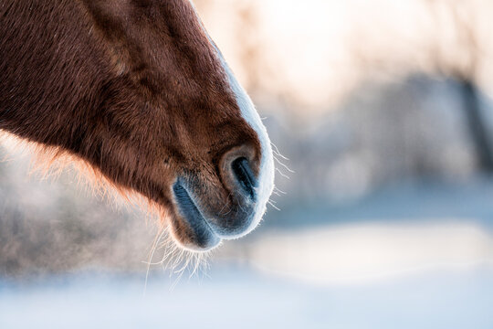 Chestnut horse with a white blaze standing outdoors in a snowy winter forest landscape, wearing a dark blanket, with soft morning light and bare trees in the background - Powered by Adobe