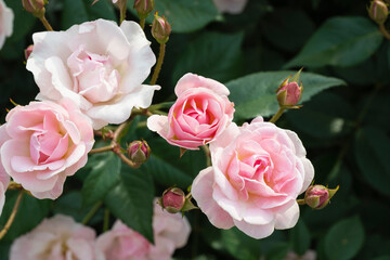 薄いピンク色の薔薇
