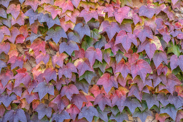 Wall covered in ivy leaves with a variety of colors