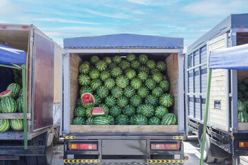 Truck is filled with watermelons. The truck is parked in a lot. The watermelons are piled high in the truck