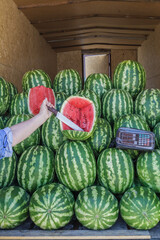 Person is cutting open a watermelon in front of a pile of watermelons