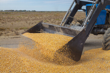 The tractor collects corn grains into a pile.