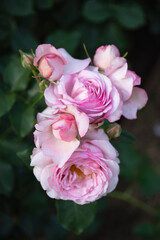 薄いピンク色の薔薇