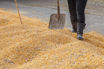 The corn is yellow and scattered on the ground. A man collects corn from a pile.