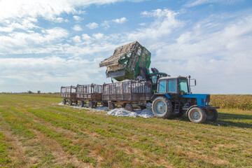 Cotton harvesting. Unloading the harvested cotton from the combine onto a tractor trailer for...