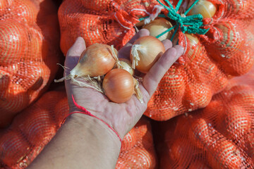 Person is holding a bunch of onions