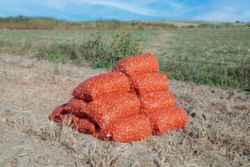 Pile of red onions is sitting on the ground.