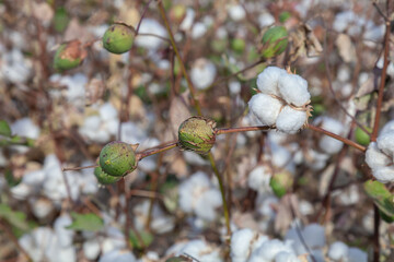 green cotton bolls on a branch