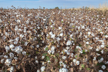 Field of cotton plants with many white flowers