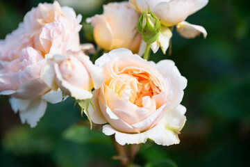 オレンジの薔薇