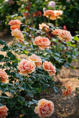 Fototapeta premium オレンジの薔薇