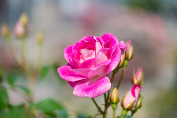 Obraz premium 赤い薔薇