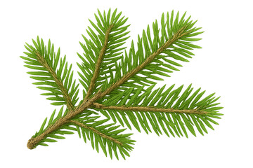 Green pine tree branch with fresh needles, realistic botanical texture,