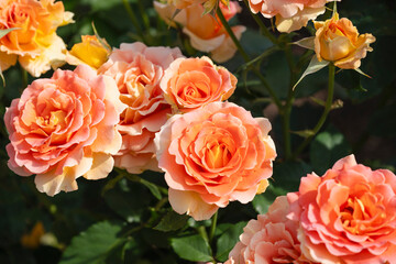 オレンジの薔薇