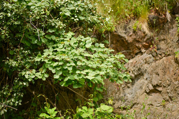 Viburnum carlesii, known as Korean spice viburnum, a deciduous shrub with sweetly fragrant white-pink flowers in spring and glossy black berries in autumn, native to Korea. Photographed in Korea.